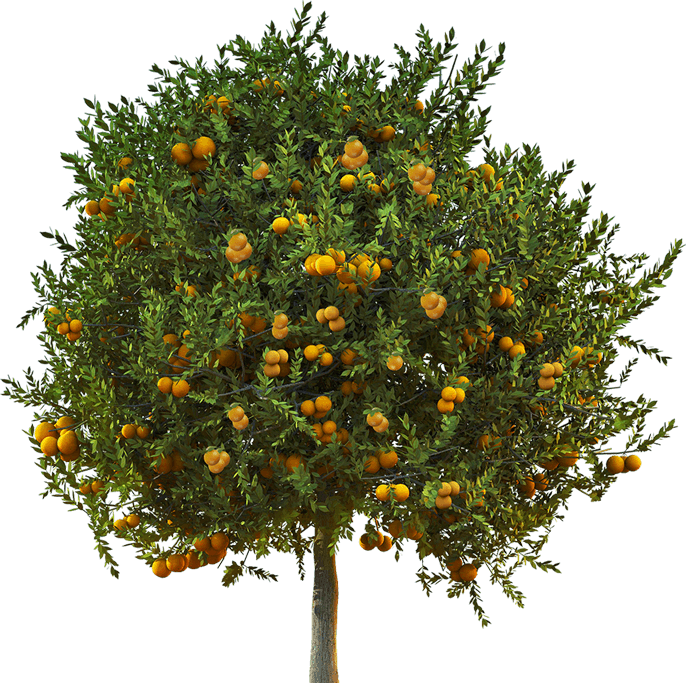 Nippy's Orange Tree